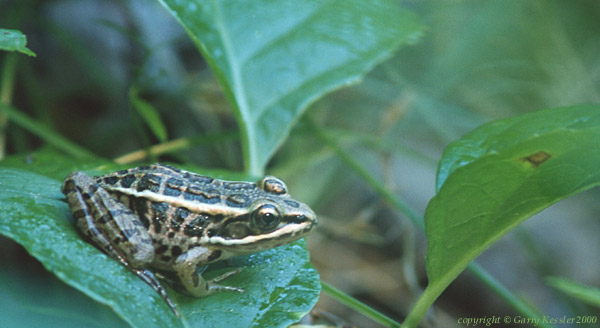 Leopard Frog