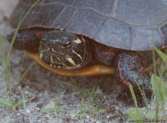 Painted Turtle