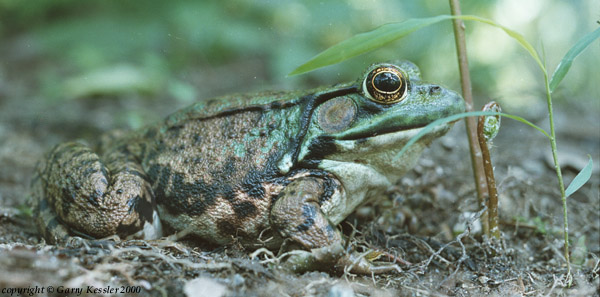 Frog