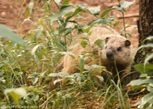 Woodchuck