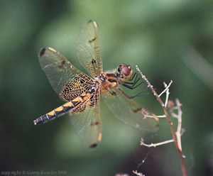 Common Skimmer