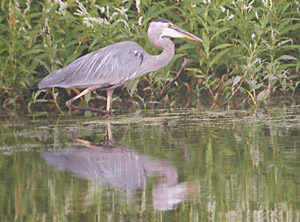 Great Blue Heron