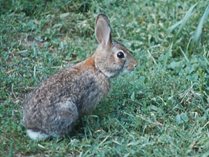 Eastern Cottontail
