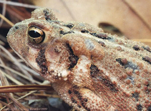 American Toad