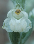 Downy Rattlesnake-plantain