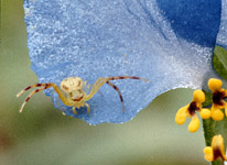 Spider on Dayflower
