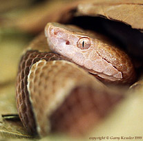 Copperhead