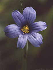 Blue-Eyed Grass