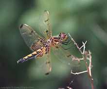 Dragonfly