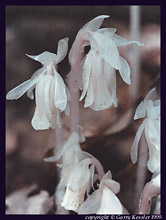 Indian Pipes