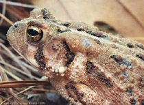 Toad